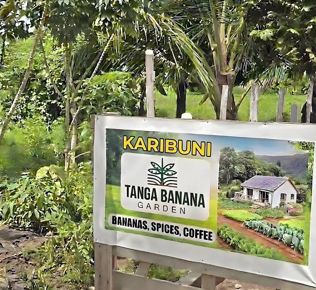 Banana, coffee, and spice growing areas at Tanga Banana Garden in Tanga