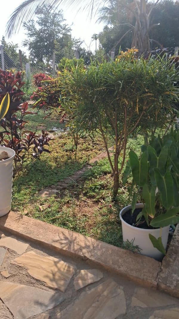 Tanga Garden