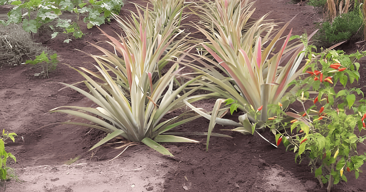 Agritourism in Tanzania: A Complete Guide to Farm Tours at Tanga Banana Garden